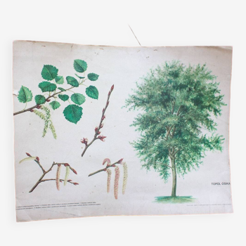 Old Botanical School Card Poplar-Aspen Tree