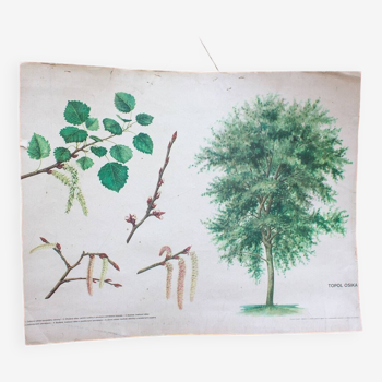 Vieille carte scolaire botanique peuplier-faux tremble arbre