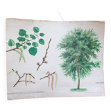 Old Botanical School Card Poplar-Aspen Tree