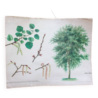 Vieille carte scolaire botanique peuplier-faux tremble arbre