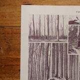 Original lithographs of forest and forest trees