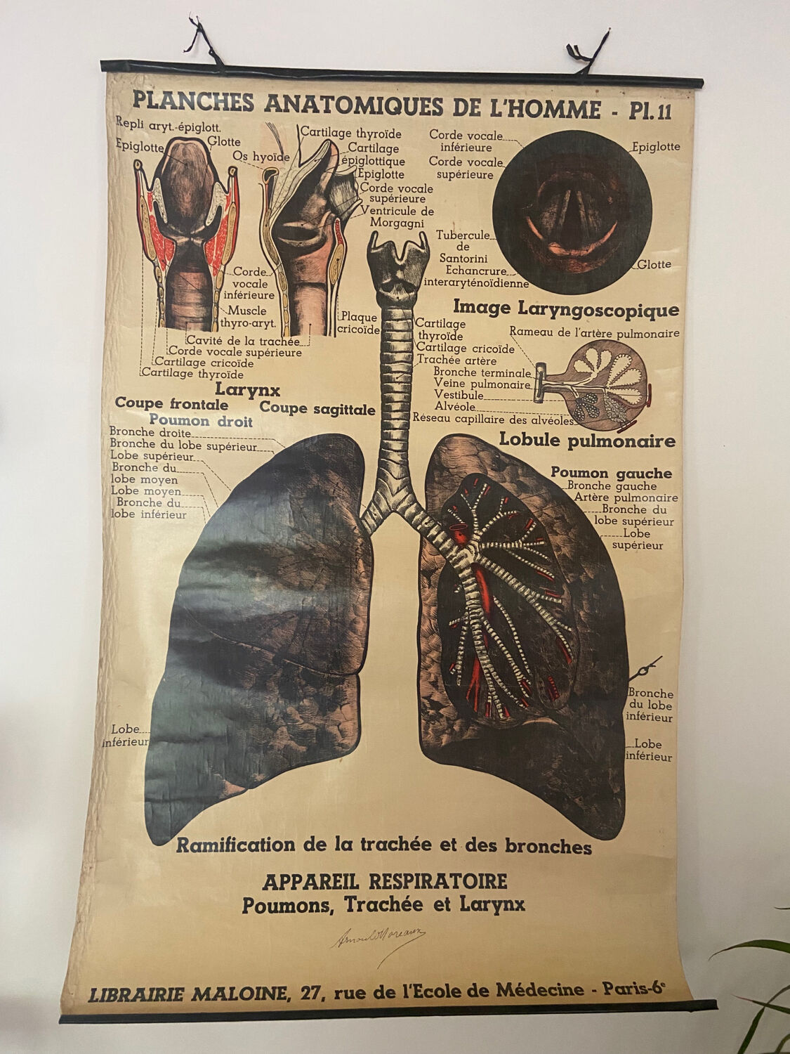 Anatomical chart of the respiratory system 1930s