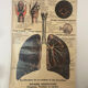 Anatomical chart of the respiratory system 1930s