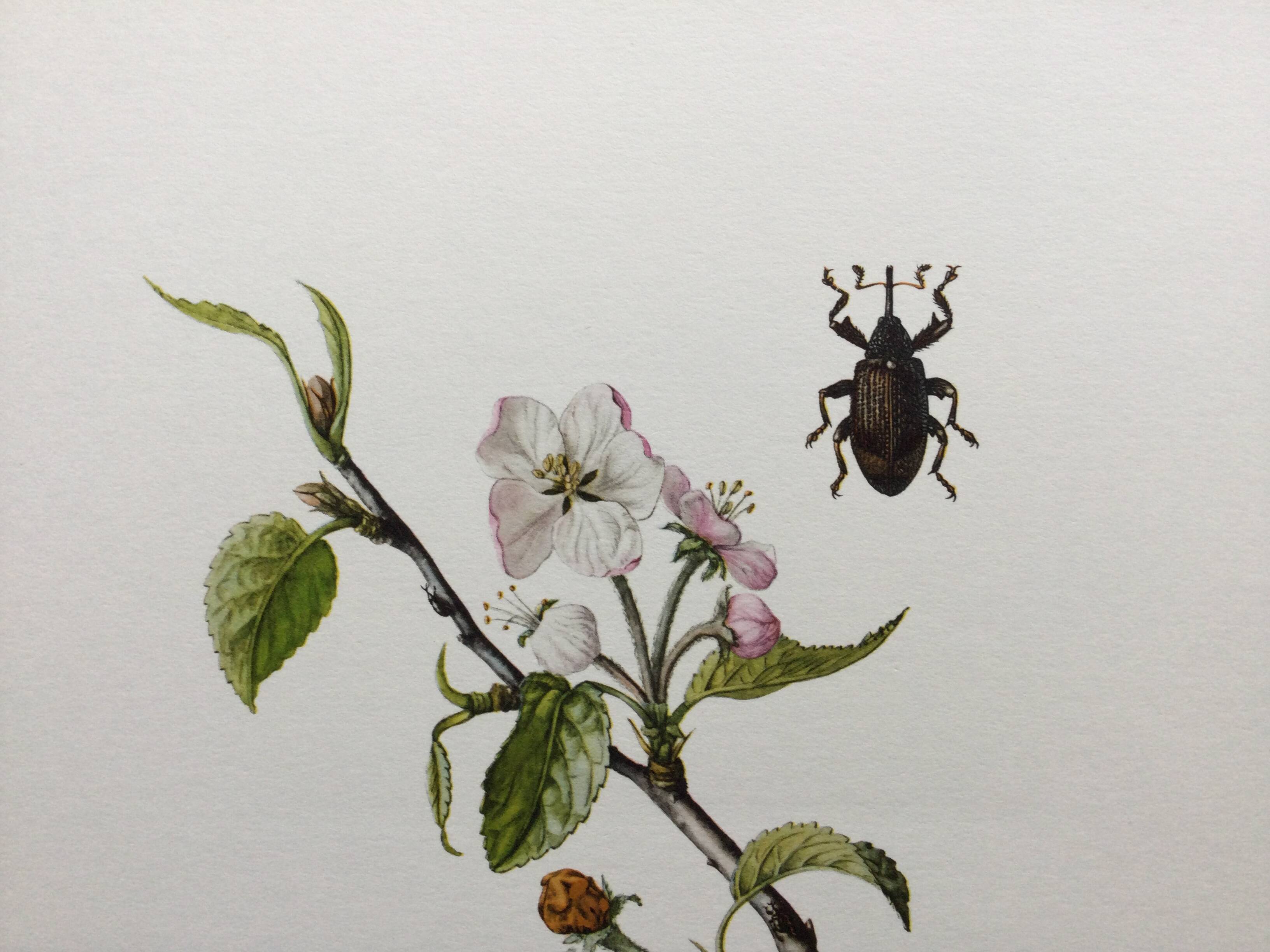 Vintage Insect Print, Old Illustration from the 60s