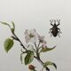 Impression vintage Insecte,  Illustration ancienne année 60