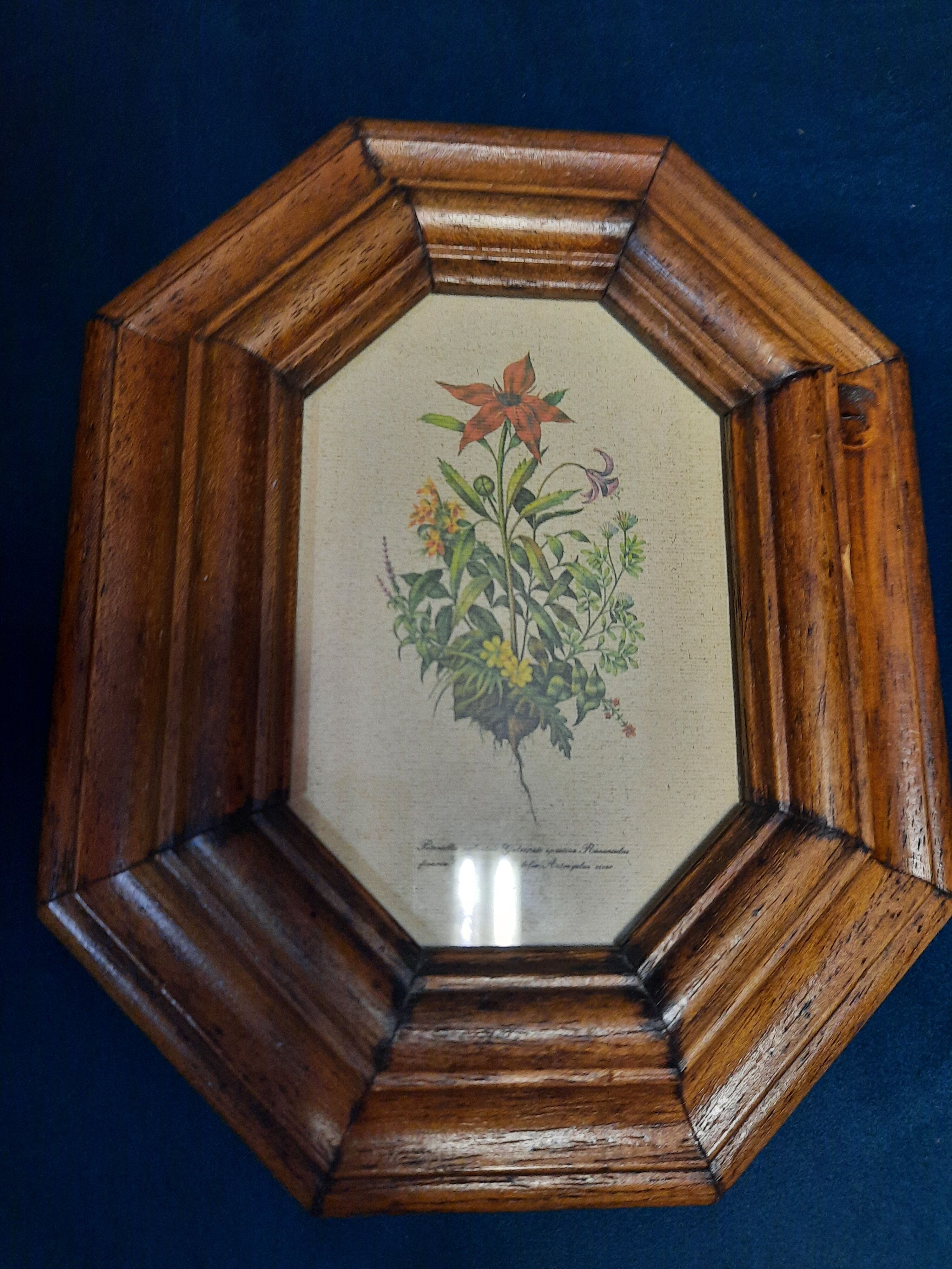Affiche botanique encadrée