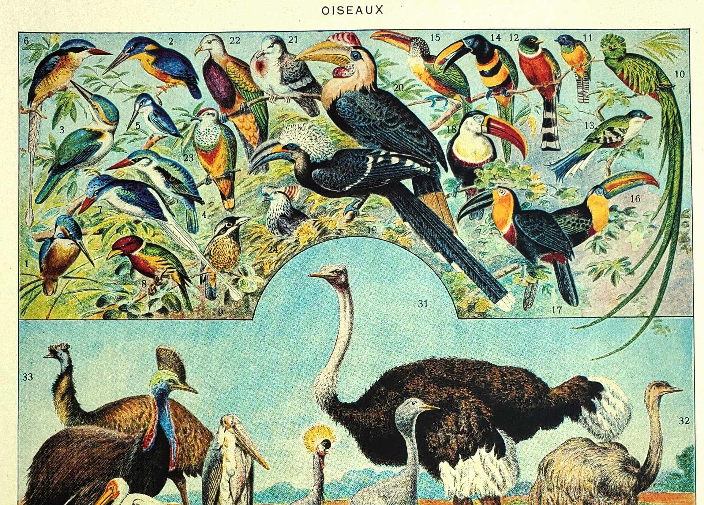 Old lithograph 1928 A. Millot - Birds 4, ornithology, birds