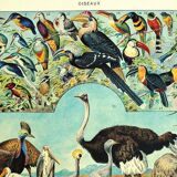 Lithographie ancienne 1928 A. Millot - Oiseaux 4, ornithologie, volatiles