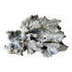 Blue coral
