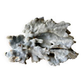 Blue coral