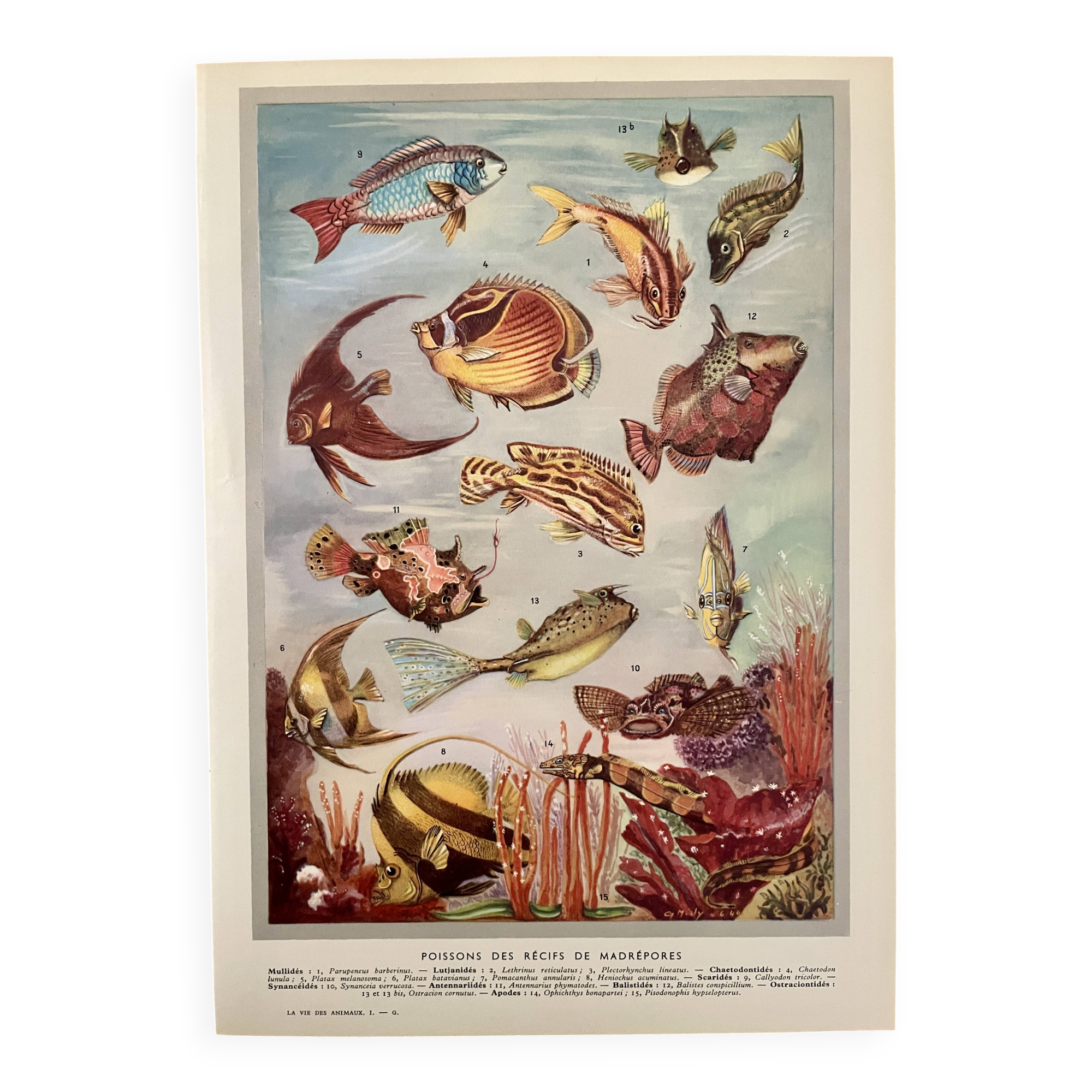 Illustrated plate of coral reef fish – 1950