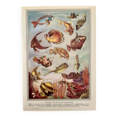 Illustrated plate of coral reef fish – 1950