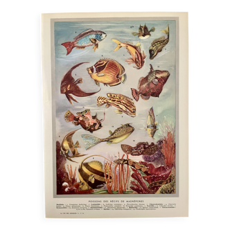 Illustrated plate of coral reef fish – 1950
