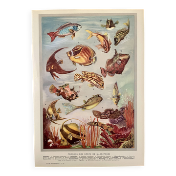 Illustrated plate of coral reef fish – 1950