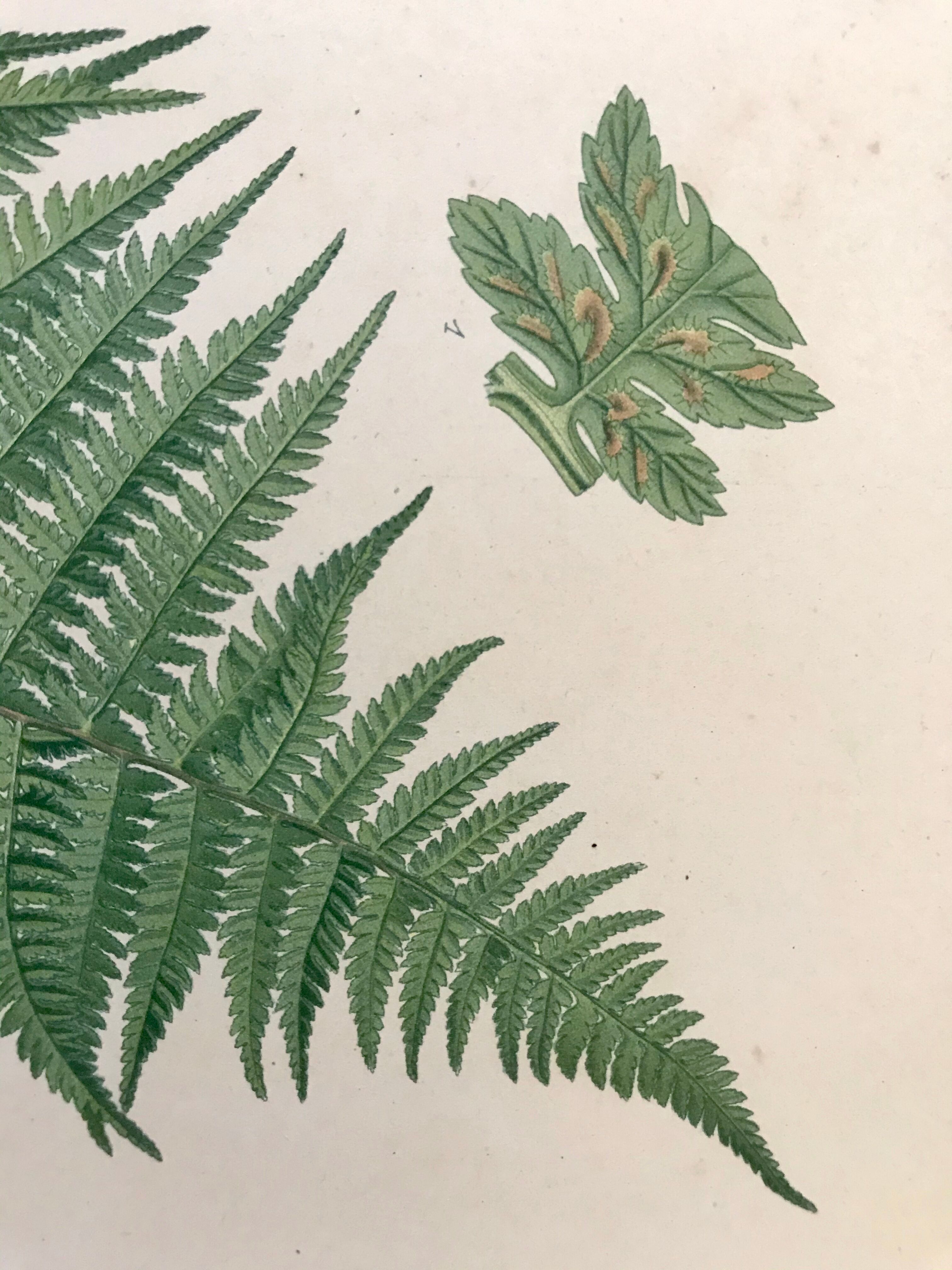 Lot of 4 botanical panches of ferns 19th century