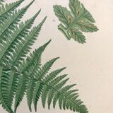 Lot of 4 botanical panches of ferns 19th century