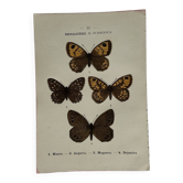 Botanical Plate 1800 Old naturalist engraving 19th century double-sided