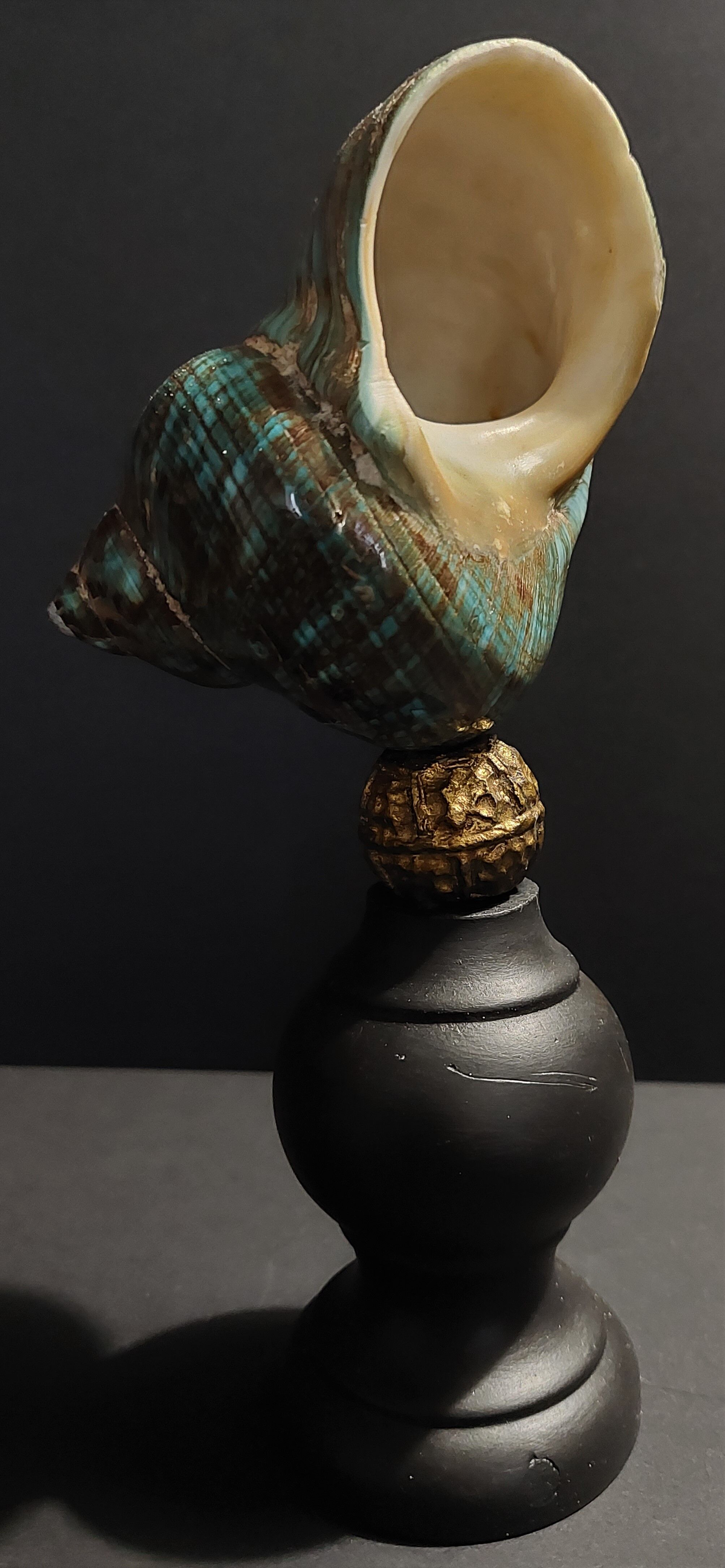 Cabinet of curiosities shell turbo imperialis on base