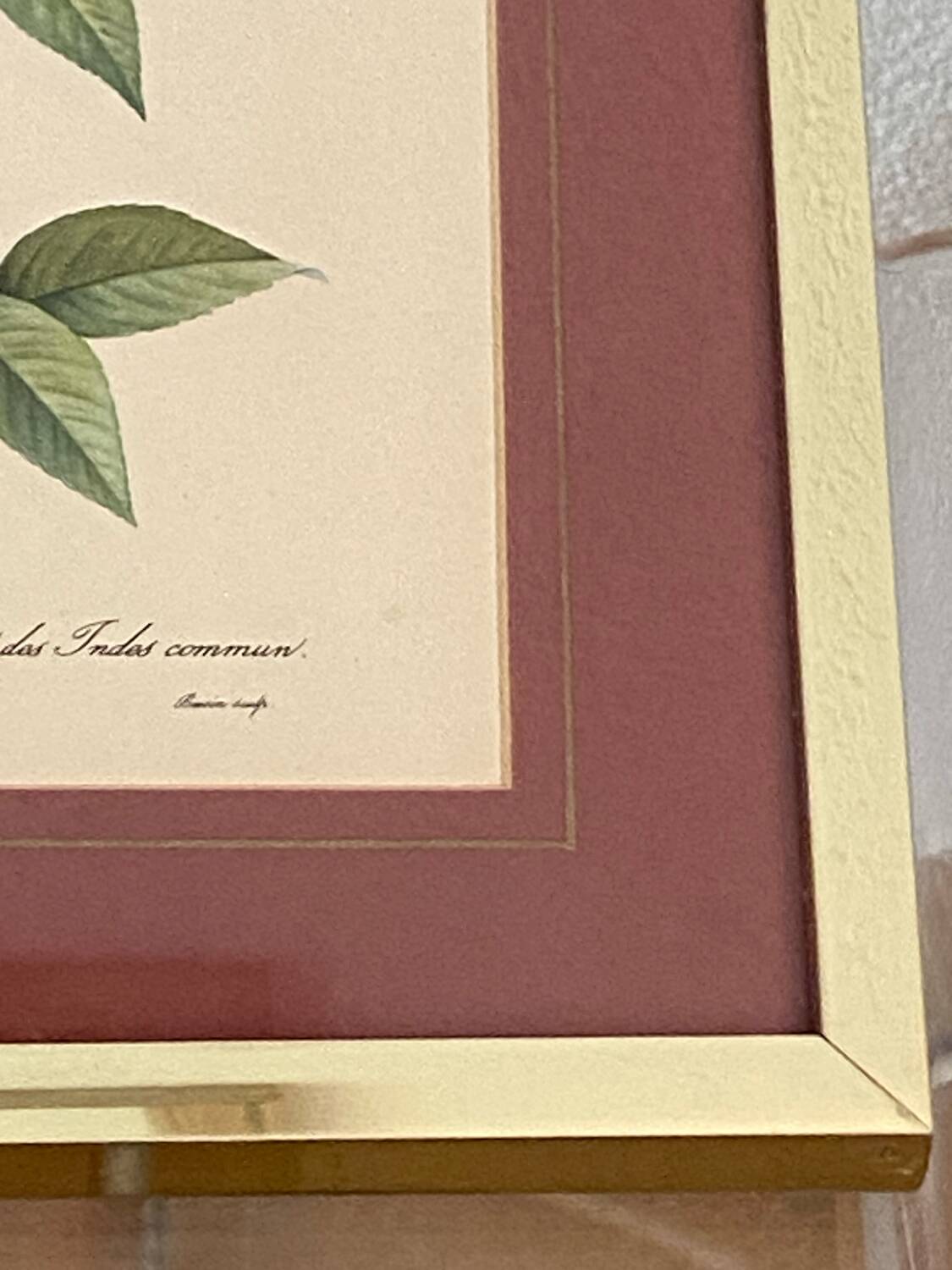 Botanical poster, P-J Redouté, brass frame