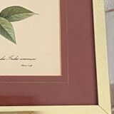 Botanical poster, P-J Redouté, brass frame