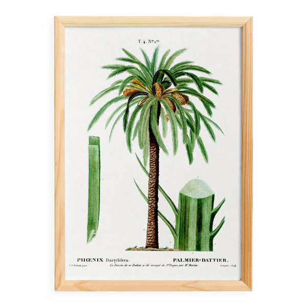Affiche sur le palmier dattier, d’après une gravure ancienne de 1802