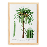 Poster about the date palm, based on an old engraving from 1802