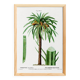 Poster about the date palm, based on an old engraving from 1802