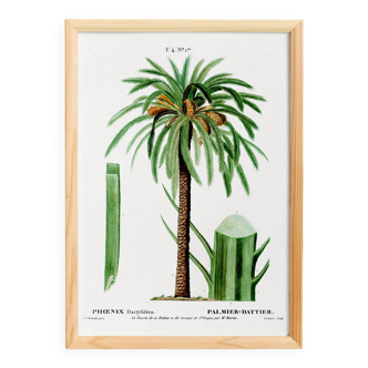Poster about the date palm, based on an old engraving from 1802
