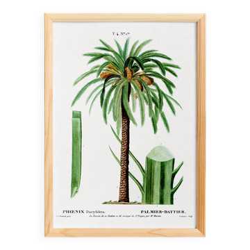 Affiche sur le palmier dattier, d’après une gravure ancienne de 1802