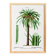 Poster about the date palm, based on an old engraving from 1802