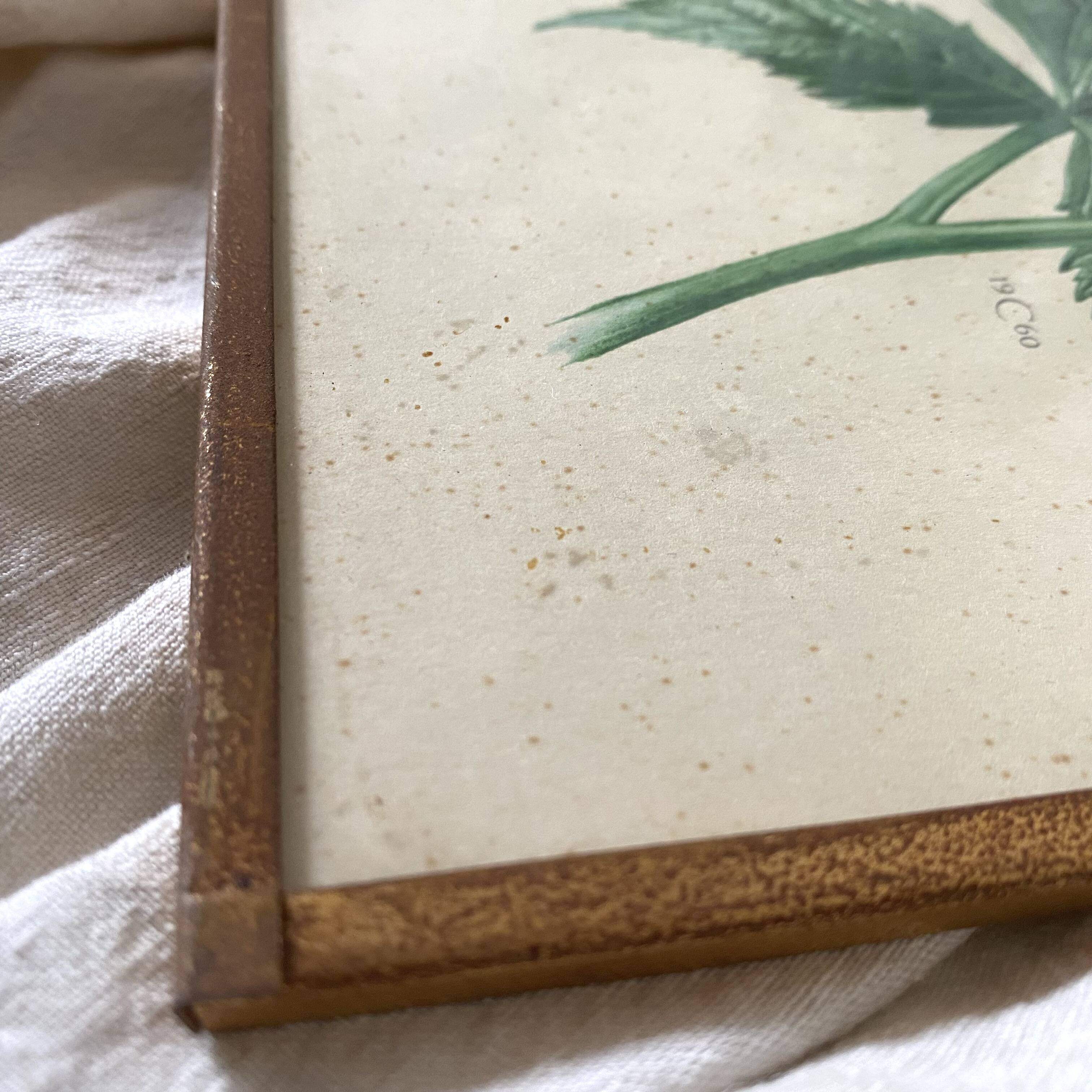 Botanical posters, flower and lemon lithographs, metal frame