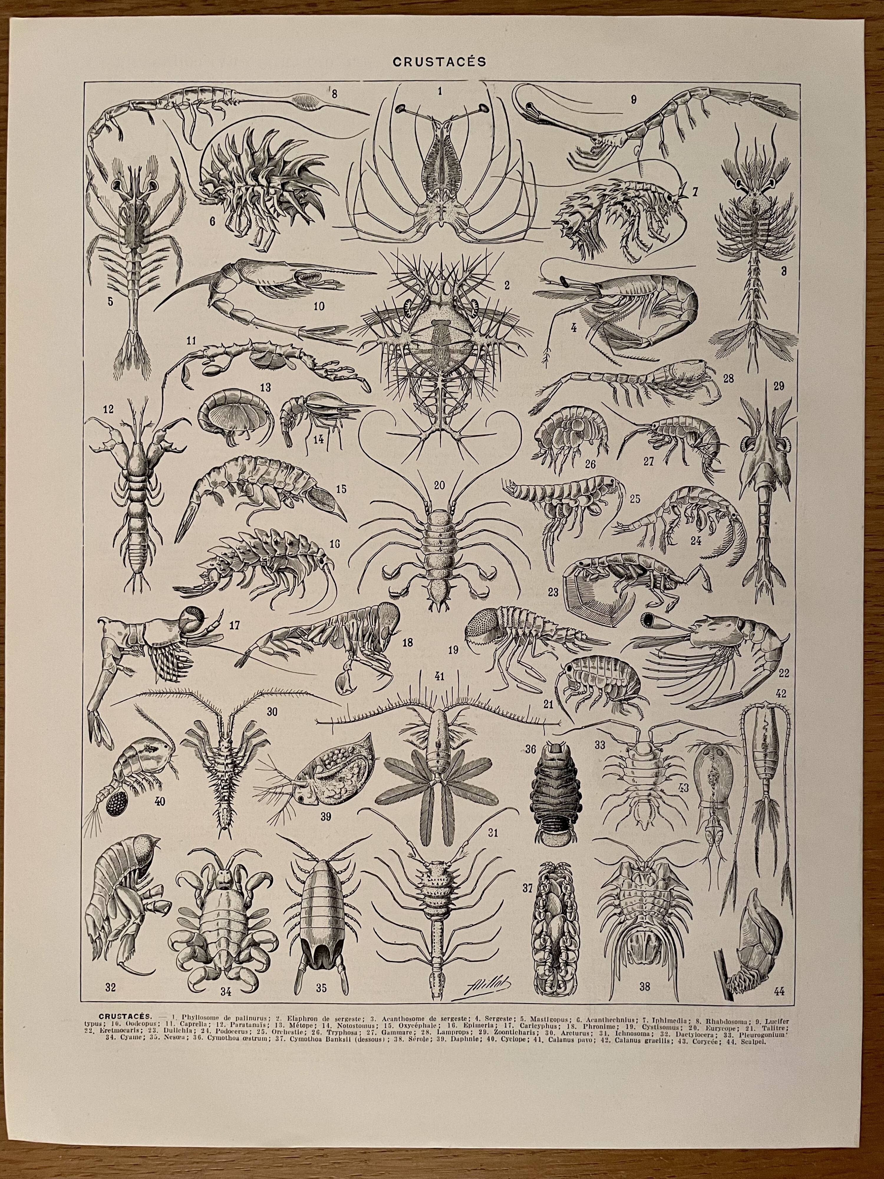 Lithograph on crustaceans - 1930