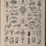 Lithograph on crustaceans - 1930