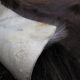 Foal skin