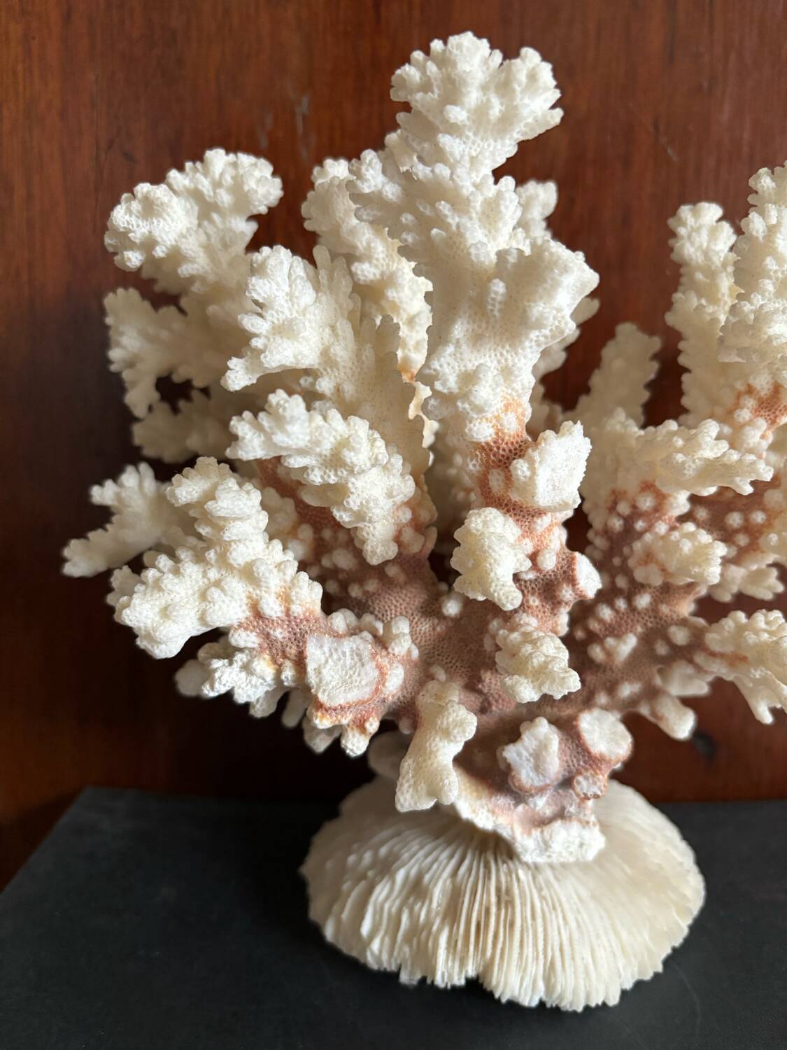 Ancient white coral