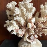 Ancient white coral
