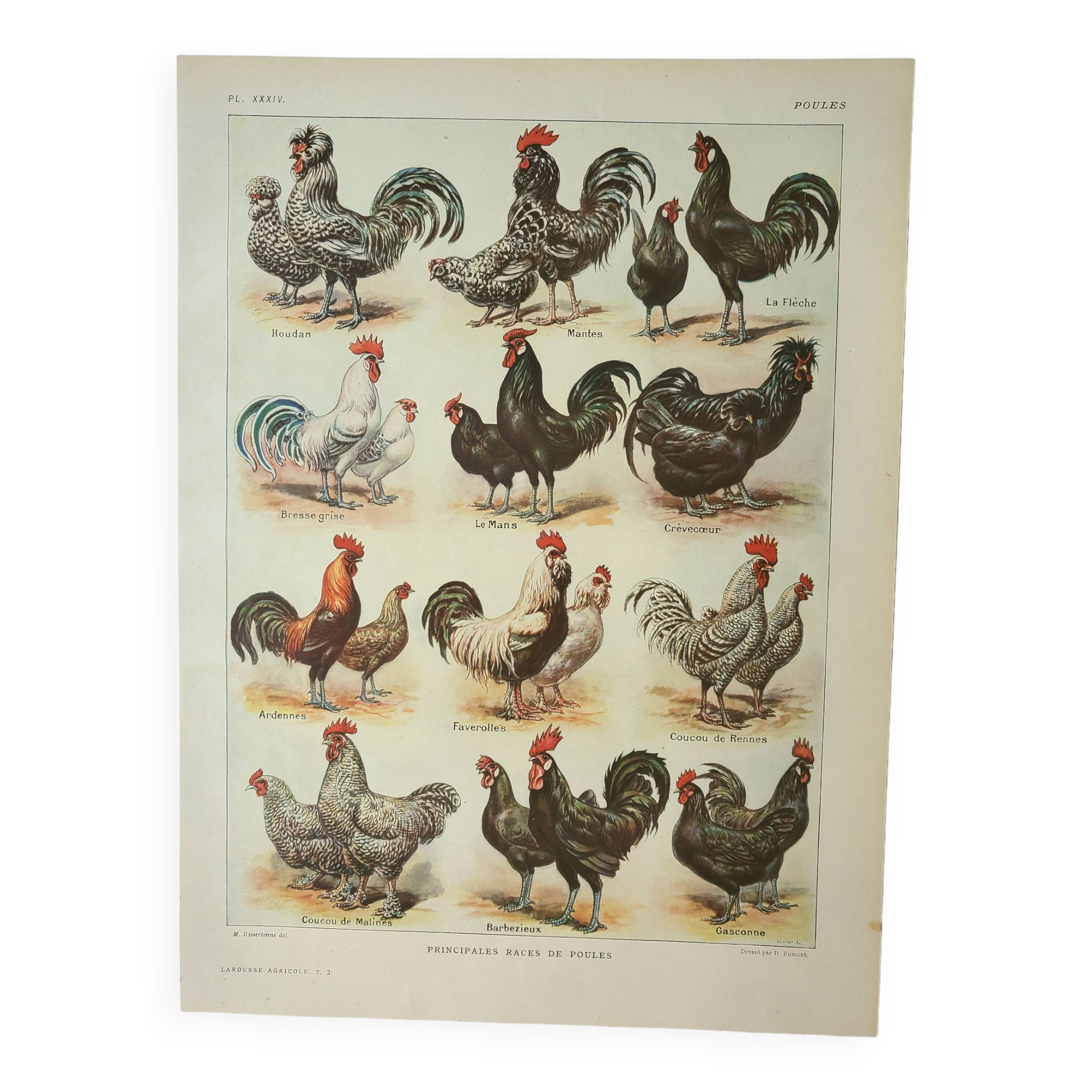 Old engraving 1922, Hens 1, rooster, breeds, barnyard, farm • Lithograph, Original plate