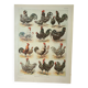 Old engraving 1922, Hens 1, rooster, breeds, barnyard, farm • Lithograph, Original plate