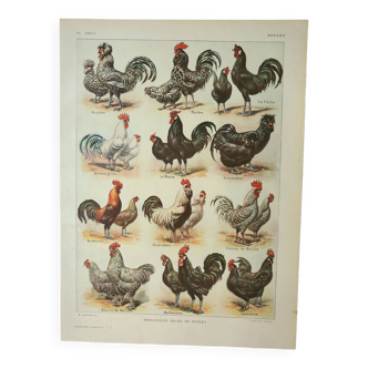Gravure ancienne 1922, Poules 1, coq, races, basse-cour, ferme • Lithographie, Planche originale