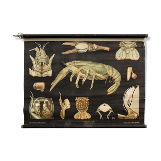 Displays educational crayfish