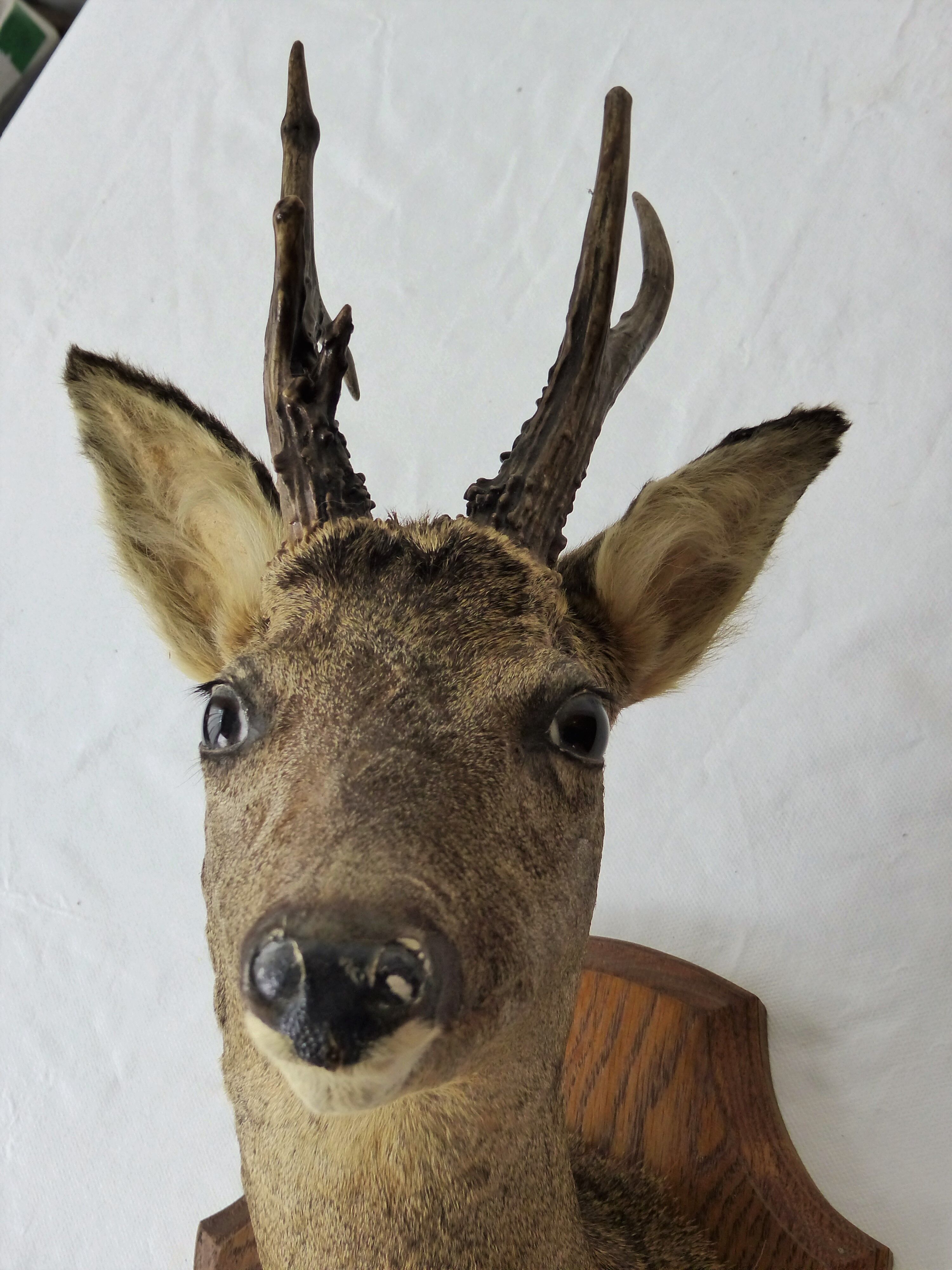 Deer head trophy