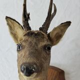 Deer head trophy