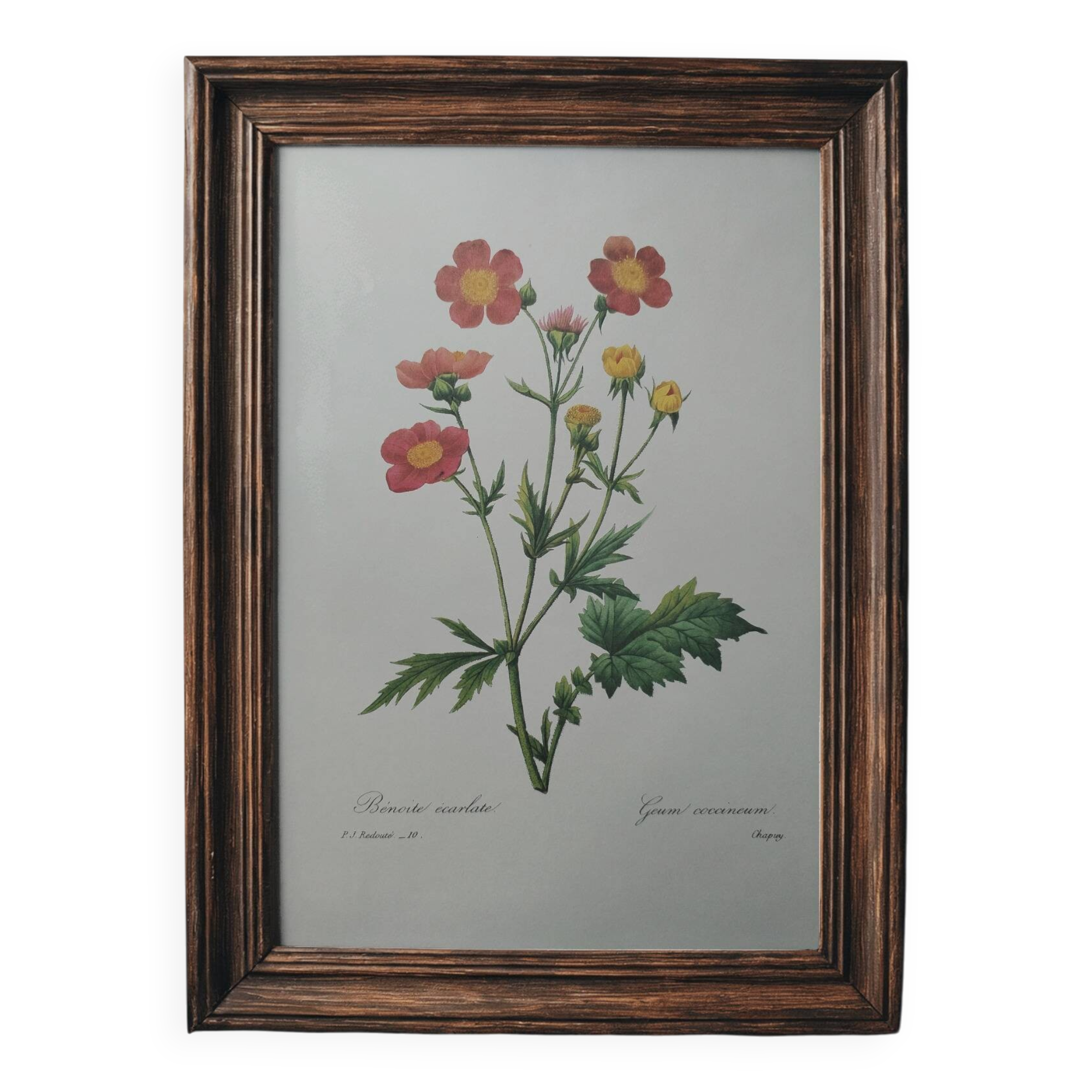 Planche illustrée originale Benoite écarlate