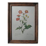 Planche illustrée originale Benoite écarlate