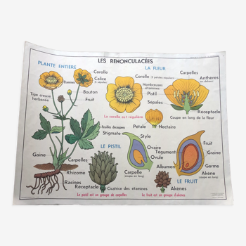 School poster, botanical poster