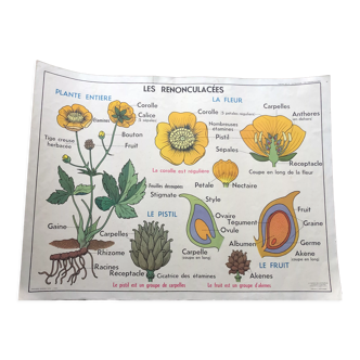 School poster, botanical poster