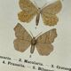 Vintage botanical plate antique butterfly engraving 1903 double-sided G. Denise