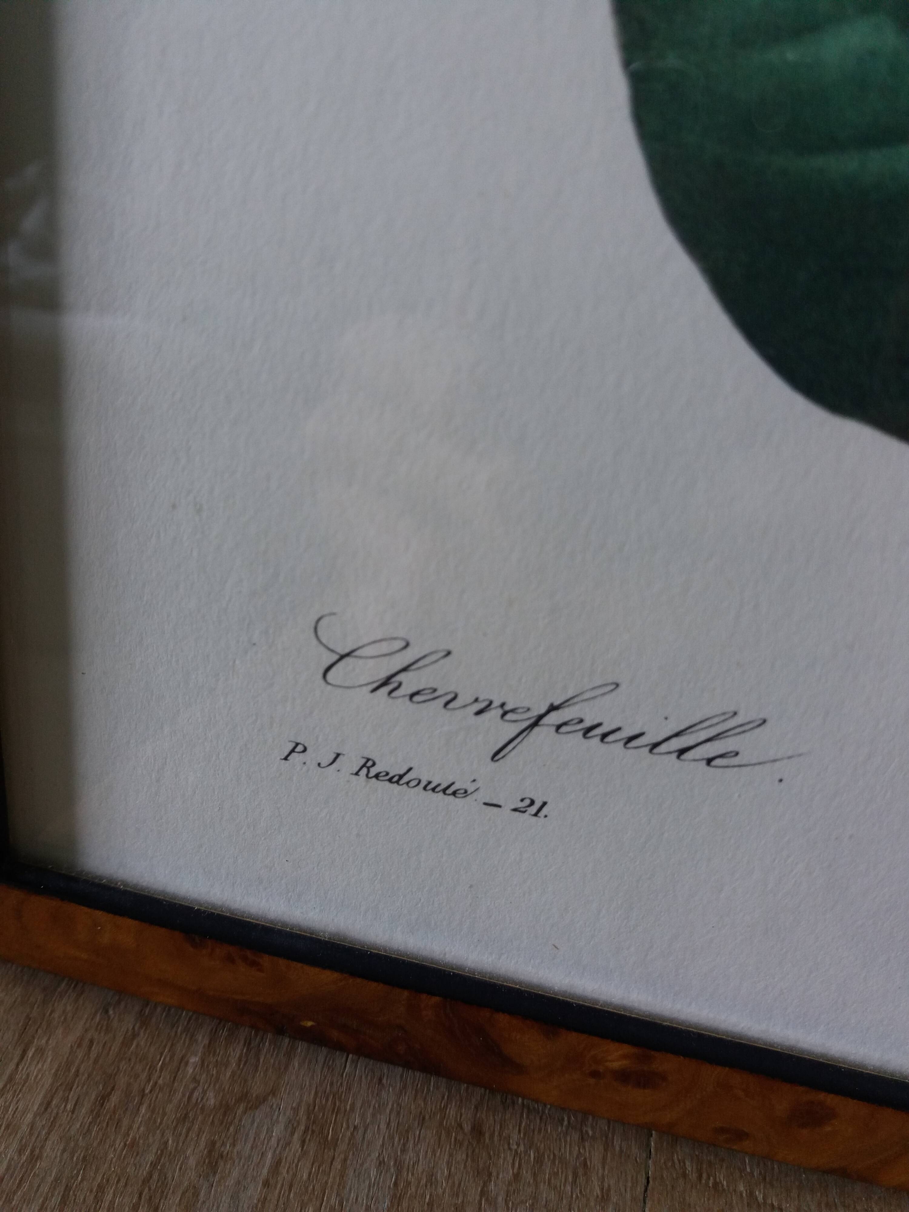 Framed botanical plate, flower illustration by Pierre Joseph Redouté