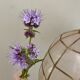Vintage lampshade in mother-of-pearl and brass
