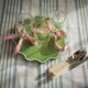 White and green placemat